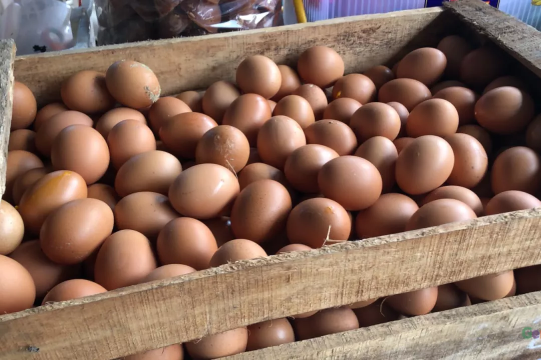 telur2.1